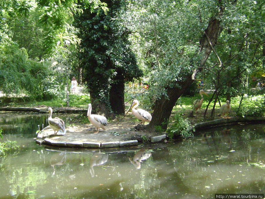 Пеликаны ко всему относятся философично Варна, Болгария